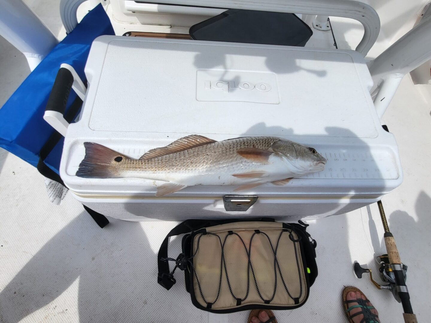 A fish kept on a white box for measuring length